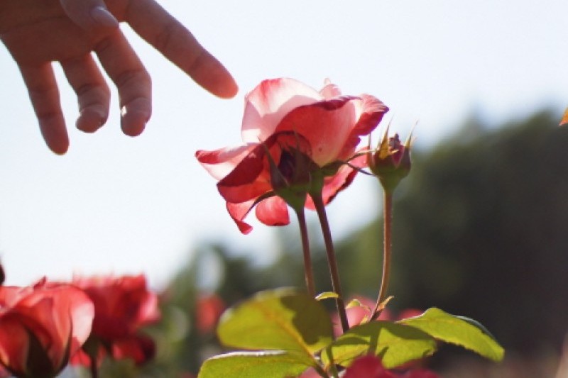 Seoul Grand Park Rose Festival  (3/4)