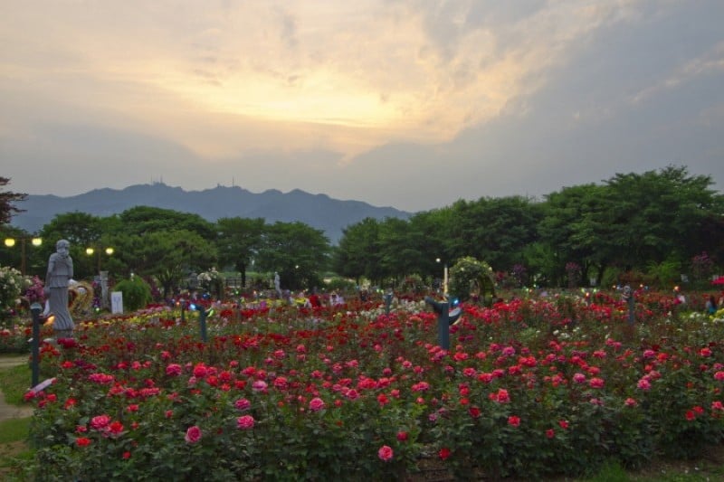 Seoul Grand Park Rose Festival  (4/4)