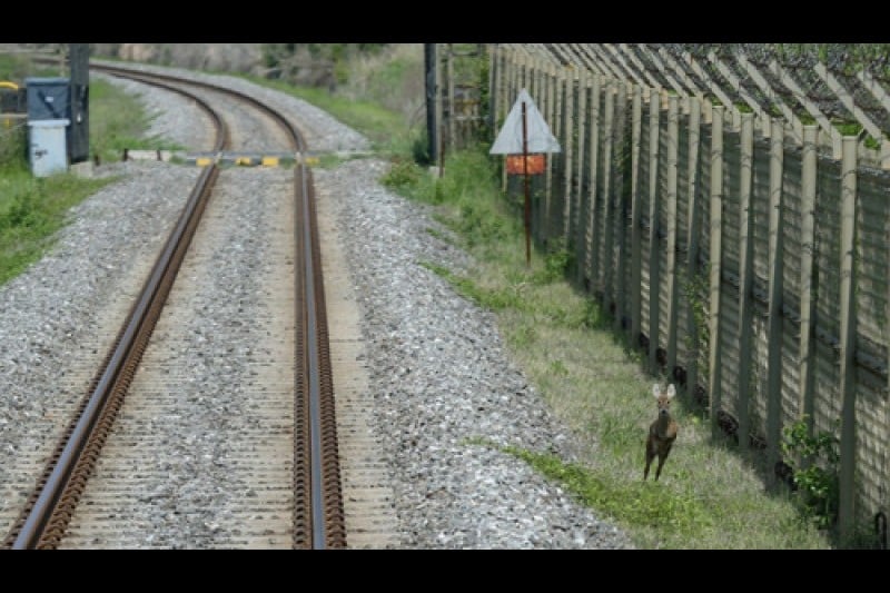 DMZ Train  (6/7)