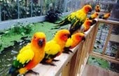 Gyeongju Bird Park 