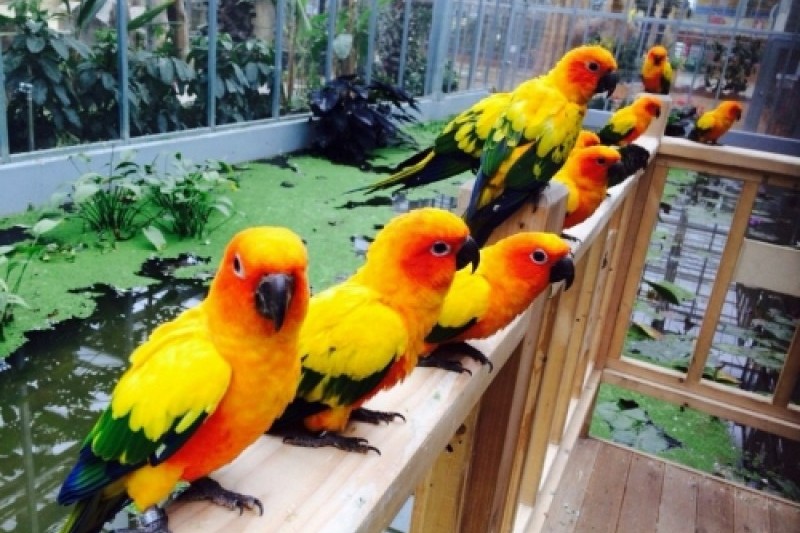 Gyeongju Bird Park  (1/29)
