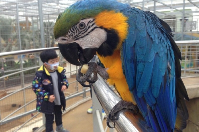 Gyeongju Bird Park  (2/29)