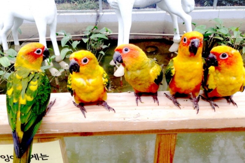 Gyeongju Bird Park  (10/29)