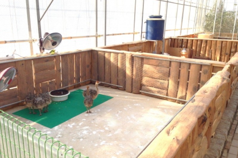 Gyeongju Bird Park  (22/29)