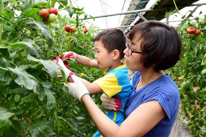 Gwangju Toechon Tomato Festival  (2/3)