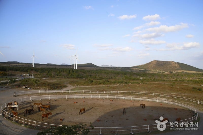 Jeju Horse Park  (15/18)