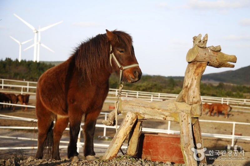 Jeju Horse Park  (16/18)
