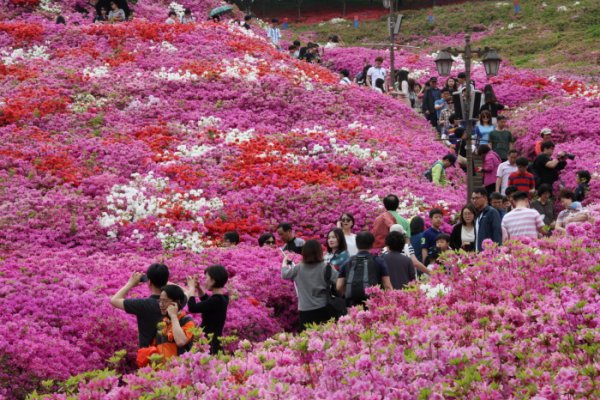 Gunpo Royal Azalea Festival