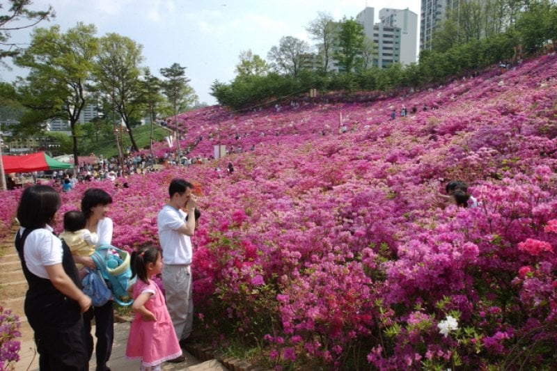 Gunpo Royal Azalea Festival  (6/19)