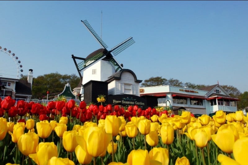Everland Tulip Festival (에버랜드 튤립축제) (5/8)