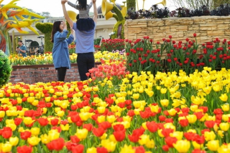 Everland Tulip Festival (에버랜드 튤립축제) (6/8)