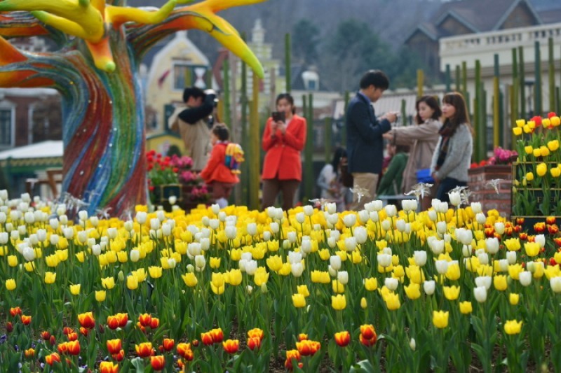 Everland Tulip Festival (에버랜드 튤립축제) (7/8)
