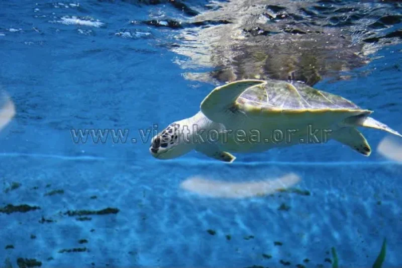 Jangsaengpo Whale Life Experience Museum  (3/9)