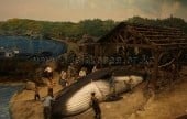 Jangsaengpo Whale Life Experience Museum 