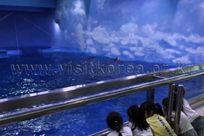 Jangsaengpo Whale Life Experience Museum  (8/9)