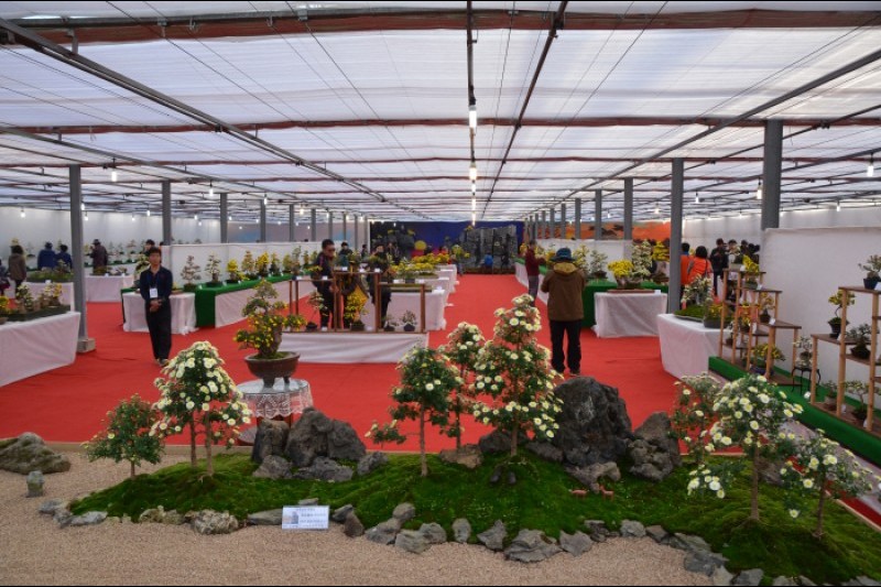 Geoje Island Flower Festival  (7/9)