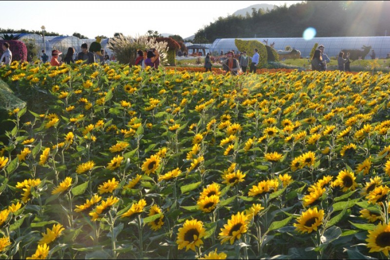 Geoje Island Flower Festival  (8/9)
