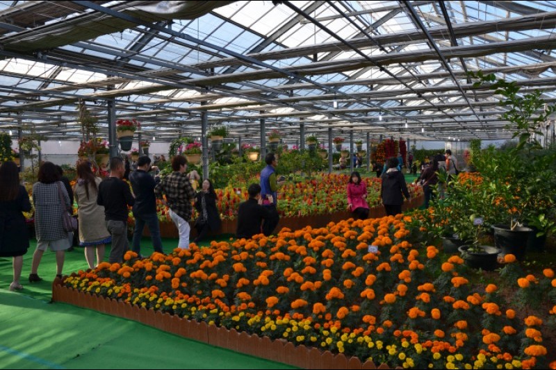 Geoje Island Flower Festival  (9/9)