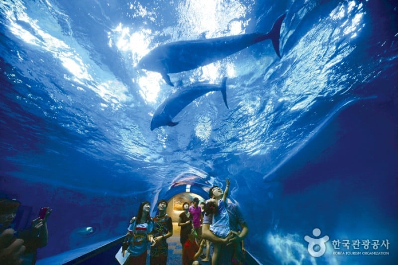 Jangsaengpo Whale Life Experience Museum  (9/9)