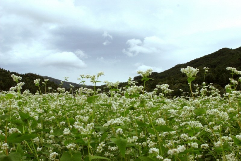Hyoseok Cultural Festival  (6/7)