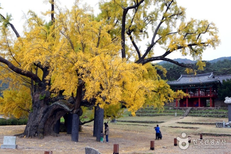 Dodongseowon Confucian Academy  (5/8)