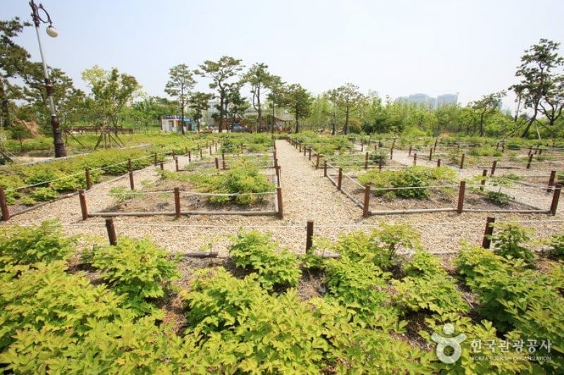 Hanbat Arboretum  (4/15)