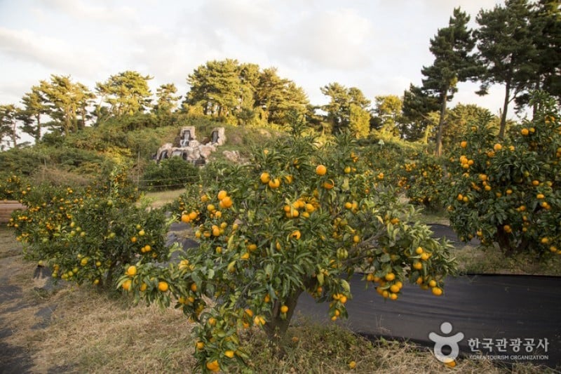 Citrus Museum  (23/26)