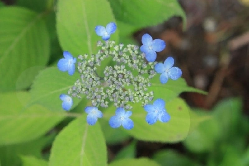 Korean Peninsula Wild Flower Exhibition of The Garden of Morning Calm  (5/9)