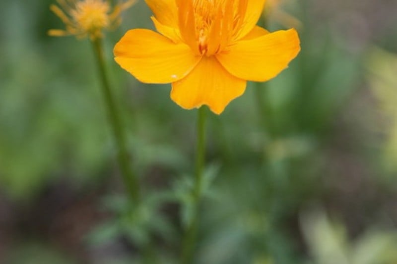 Korean Peninsula Wild Flower Exhibition of The Garden of Morning Calm  (6/9)