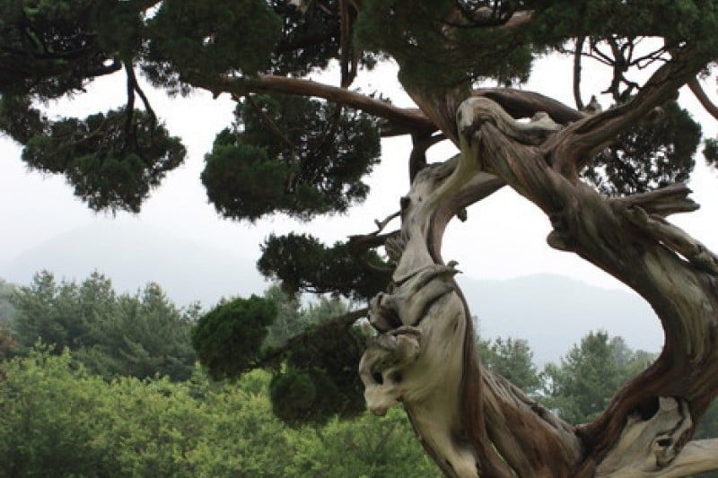 Korean Peninsula Wild Flower Exhibition of The Garden of Morning Calm  (9/9)