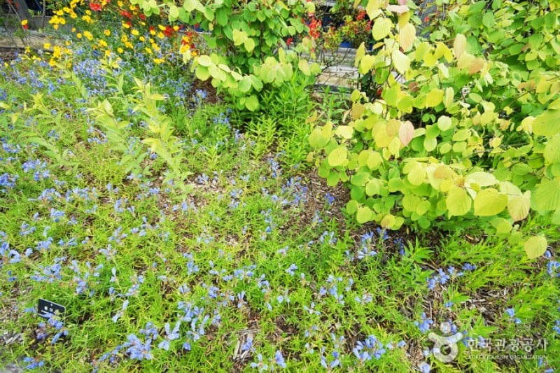 Yangpyeong Wild Flower Arboretum  (20/20)