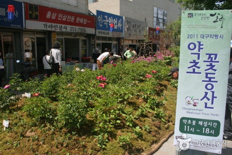 Daegu Yangnyeongsi Herb Medicine Culture Festival  (5/21)
