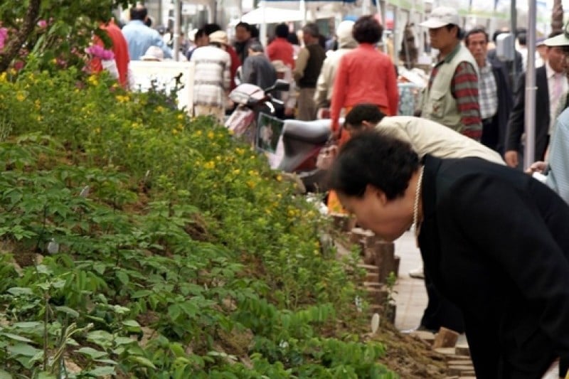 Daegu Yangnyeongsi Herb Medicine Culture Festival  (19/21)