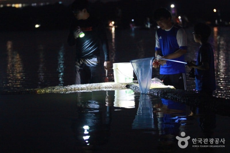 Muchangpo Mystic Sea Road Festival  (3/8)