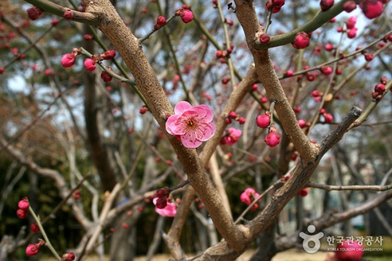 Gukchaebosang Memorial Park  (6/18)