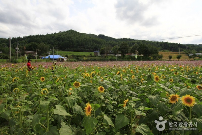 Lee Hyo-seok Memorial Hall  (17/17)