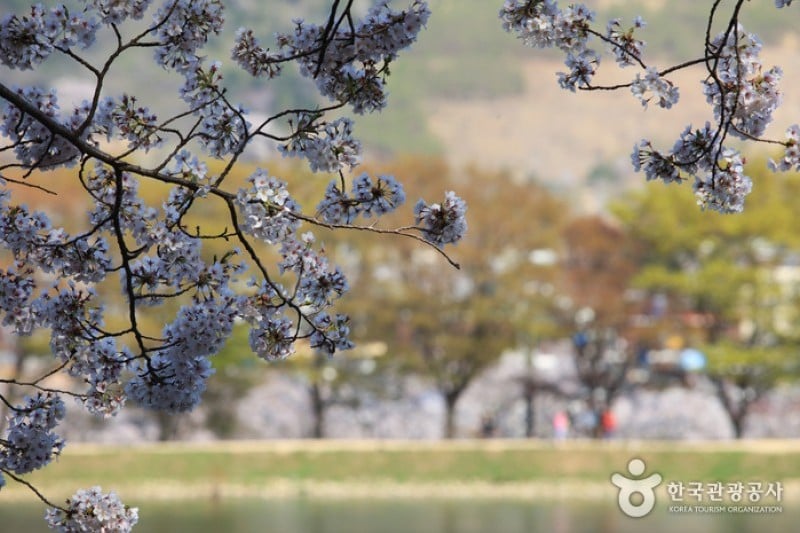 Jinhae NFRDI Environment Eco-Park  (4/19)