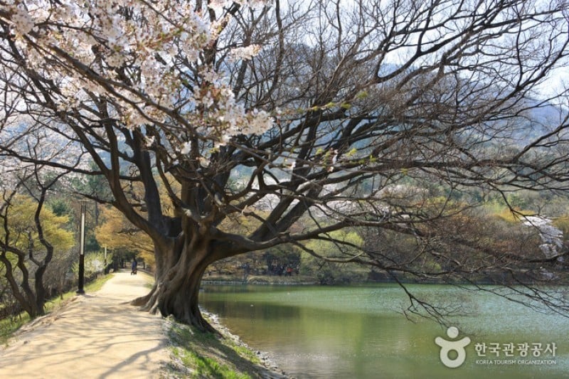 Jinhae NFRDI Environment Eco-Park  (8/19)
