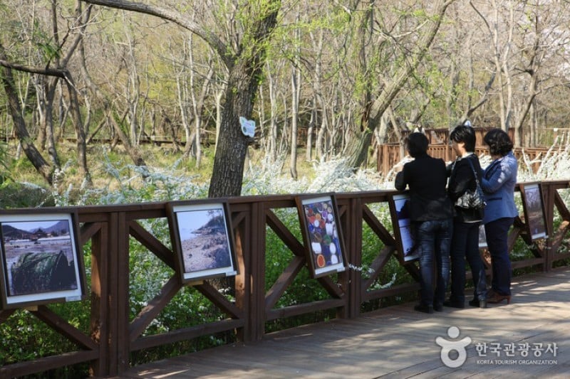 Jinhae NFRDI Environment Eco-Park  (14/19)