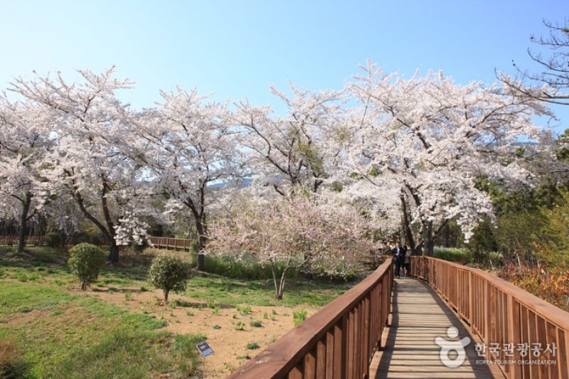 Jinhae NFRDI Environment Eco-Park  (17/19)