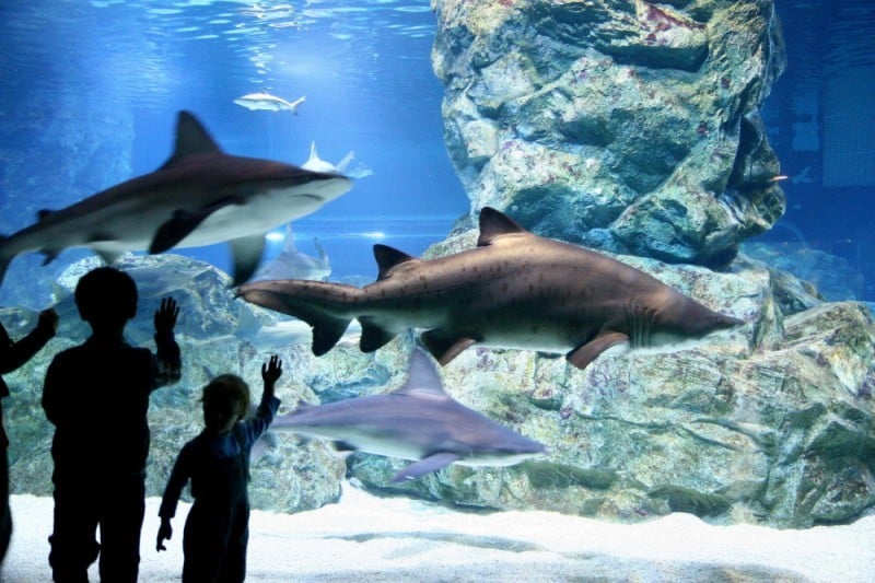 COEX Aquarium (8/8)