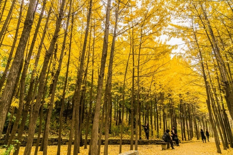 Seoul Forest (32/34)