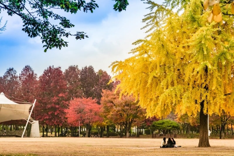 Seoul Forest (33/34)