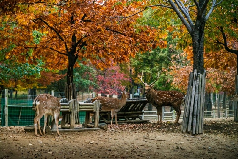Seoul Forest (34/34)