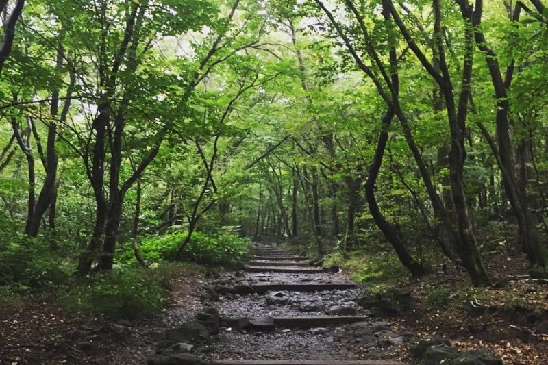 Hallasan National Park [UNESCO World Heritage]  (14/19)