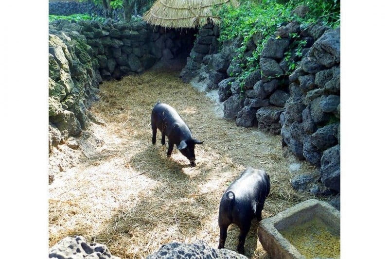Jeju Folk Village Museum  (23/24)