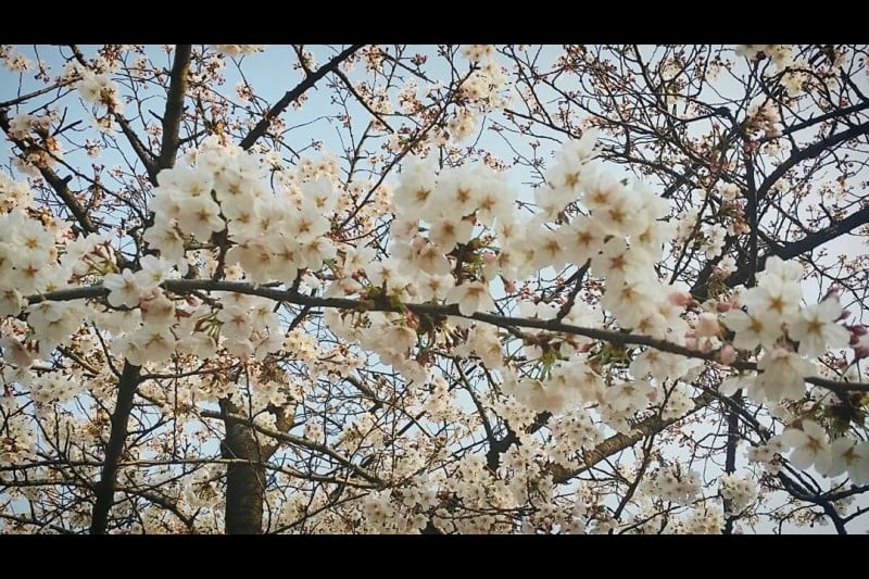 Yeongdeungpo Yeouido Spring Flower Festival (10/14)