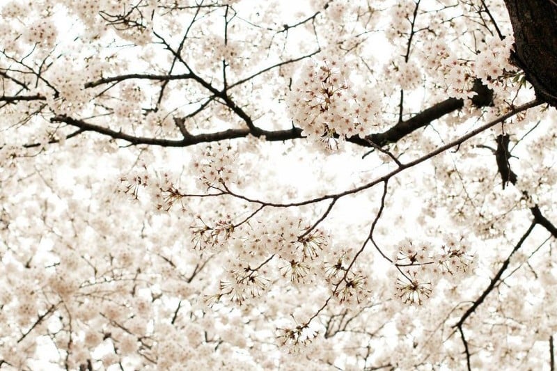 Yeongdeungpo Yeouido Spring Flower Festival (11/14)