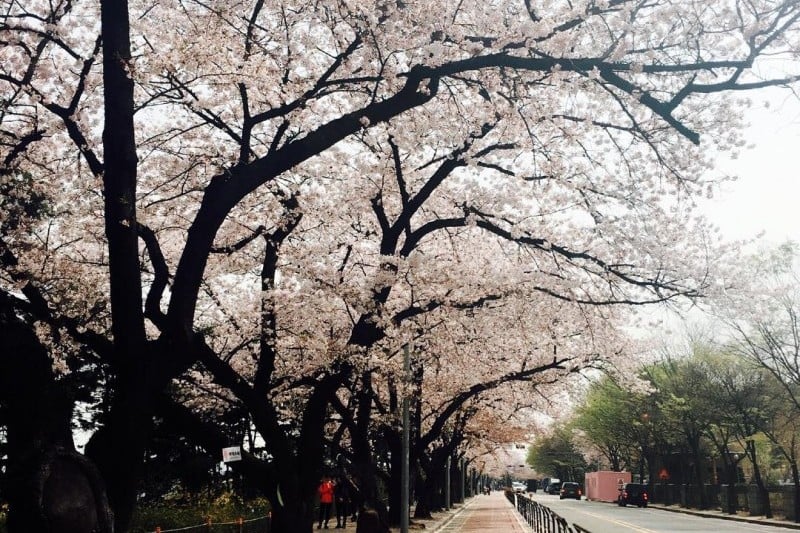 Yeongdeungpo Yeouido Spring Flower Festival (12/14)