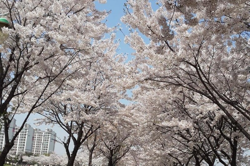Yeongdeungpo Yeouido Spring Flower Festival (13/14)